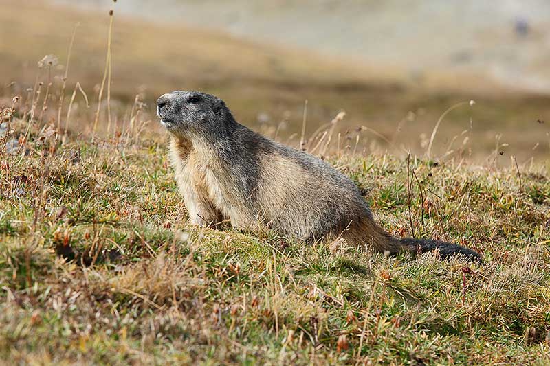 Marmotte, marmotte e ancora marmotte !!!